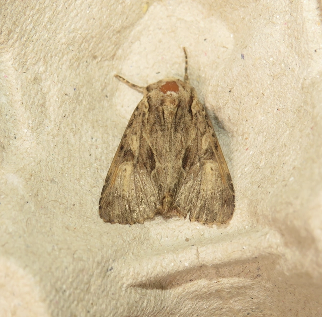 Apamea syriaca tallosi - Tallós dudvabaglya