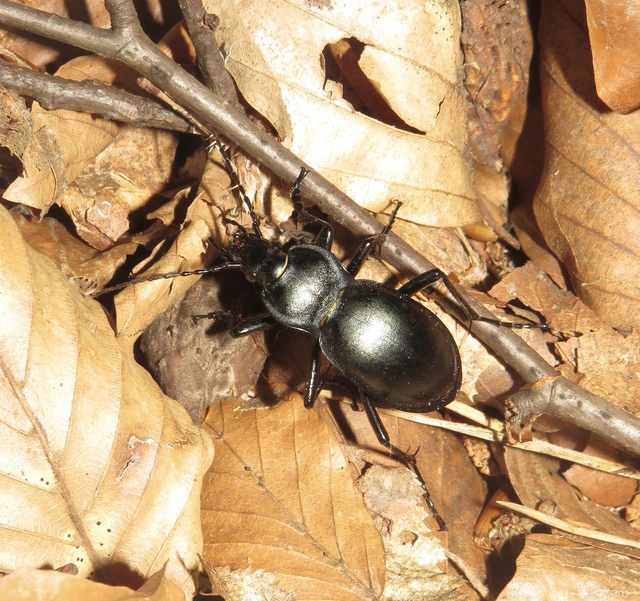 domború futrinka - Carabus glabratus