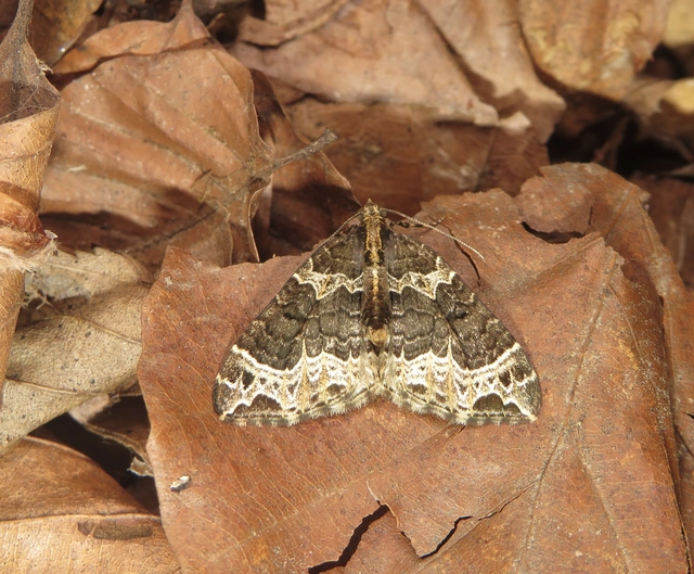 Ecliptopera silaceata - barna tarkaaraszoló