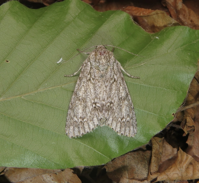 Acronicta aceris - vadgesztenye-szigonyosbagoly