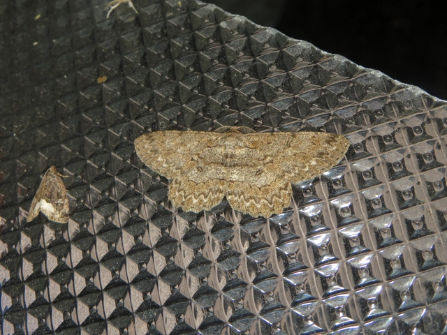 Hypomecis punctinalis - pettyes faaraszoló