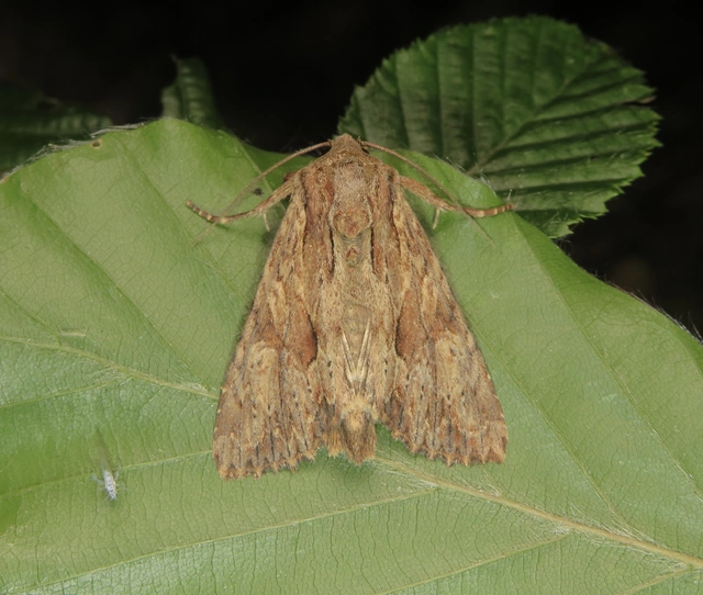 Apamea syriaca tallosi - Tallós dudvabaglya