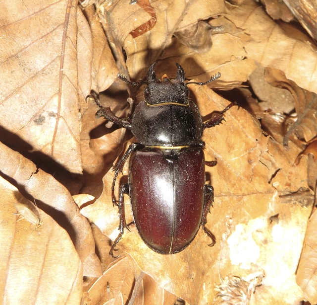 nagy szarvasbogár - Lucanus cervus