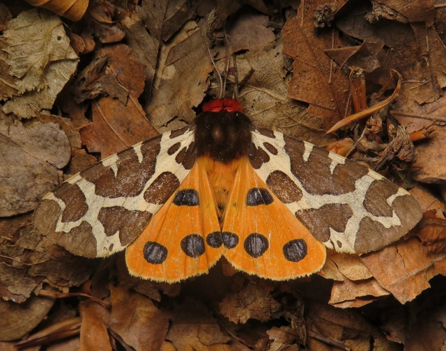 közönséges medvelepke - Arctia caja