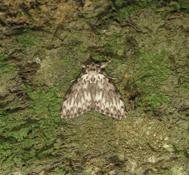 Lymantria monacha - apácalepke
