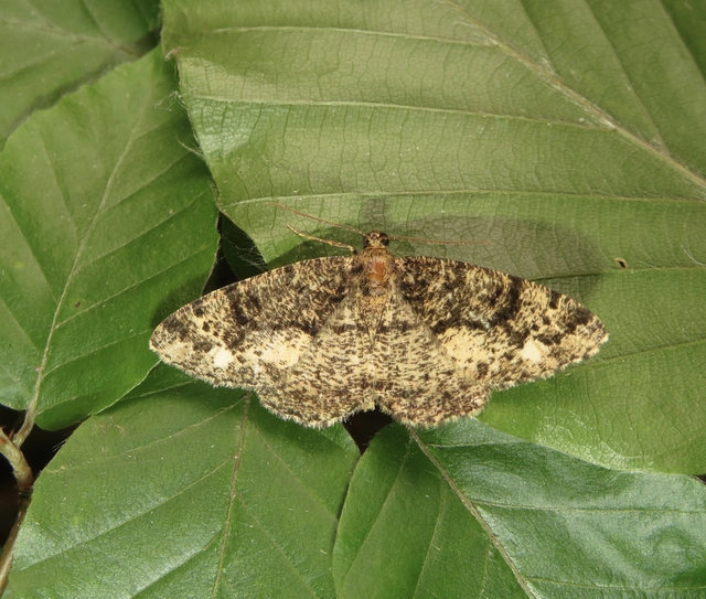 barna zuzmóaraszoló - Parectropis similaria