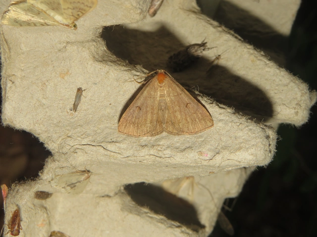 Zanclognatha lunalis - pelyheslábú karcsúbagoly