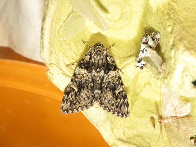 Catocala promissa - kis tölgyfa-övesbagoly