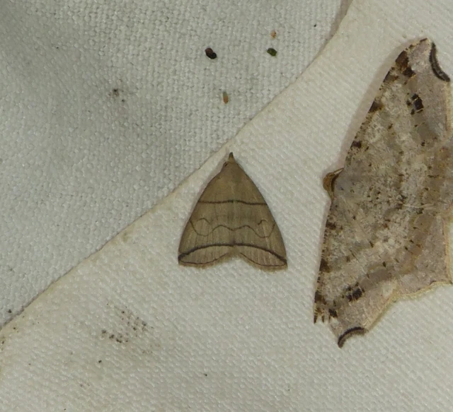 Herminia grisealis - ligeti karcsúbagoly