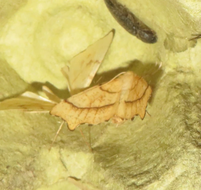Ennomos quercinaria - tölgyfa-levélaraszoló