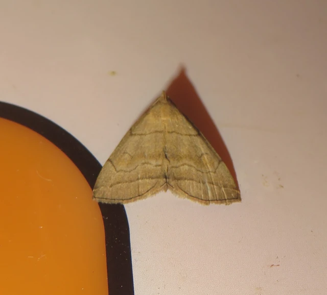 Herminia tarsicrinalis - szőröslábú karcsúbagoly