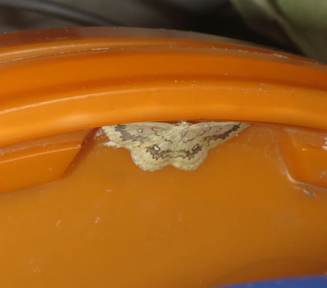 Cyclophora annularia - gyűrűs pettyesaraszoló