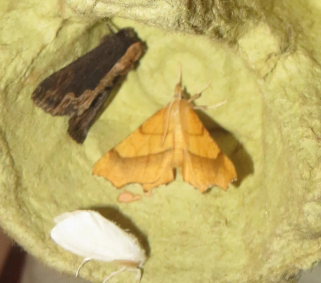 Ennomos quercinaria - tölgyfa-levélaraszoló