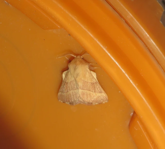 Malacosoma neustria - gyűrűsszövő