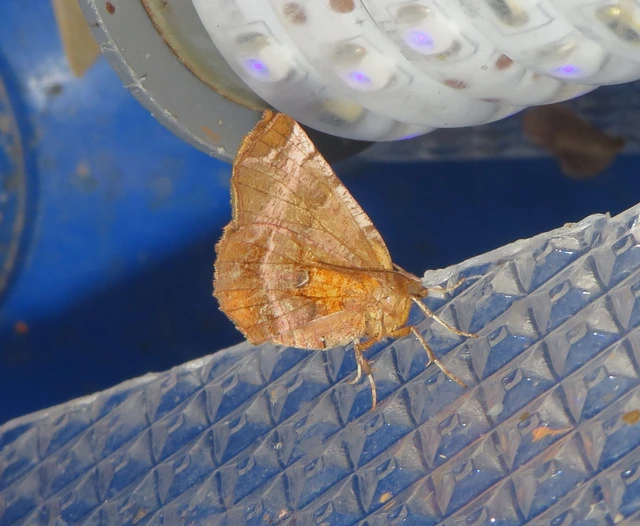 Selenia dentaria - kétfoltos holdasaraszoló