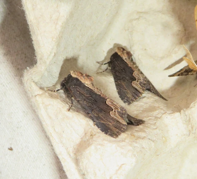 Dypterygia scabriuscula - szurokbarna nyáribagoly