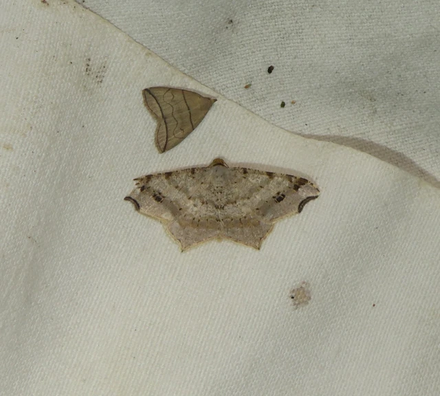 Macaria alternata - közönséges szürkearaszoló