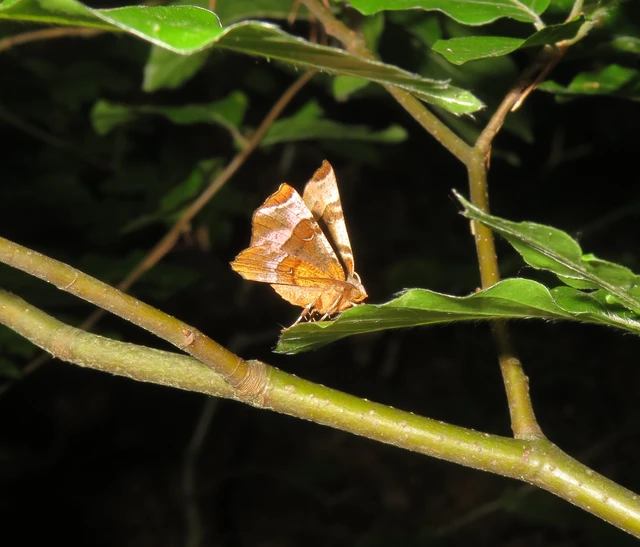 Selenia tetralunaria - négyfoltos holdasaraszoló