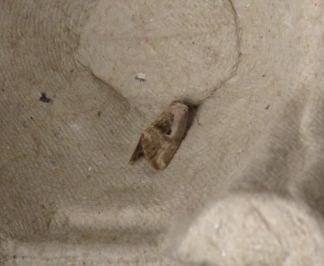 Hapalotis venustula - rózsaszínű mázasbagoly
