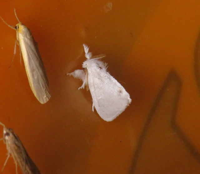 Sphrageidus similis - sárgafarú szövő