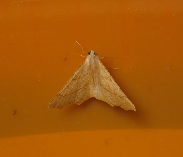 Ennomos quercinaria - tölgyfa-levélaraszoló