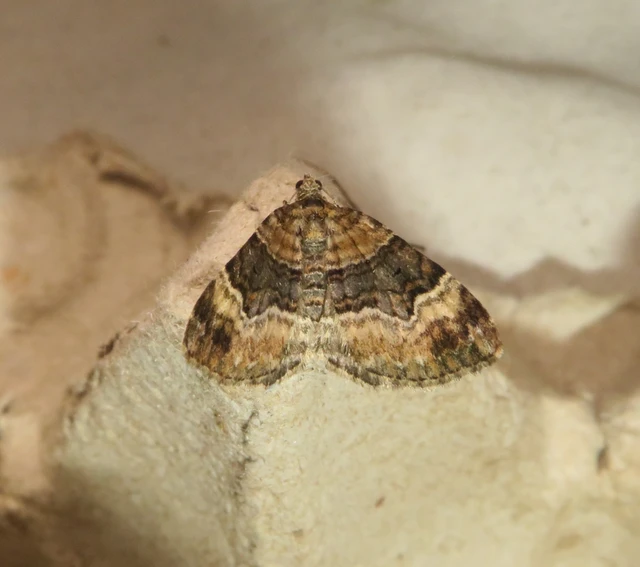 Xanthorhoe biriviata - kétsávos tarkaaraszoló