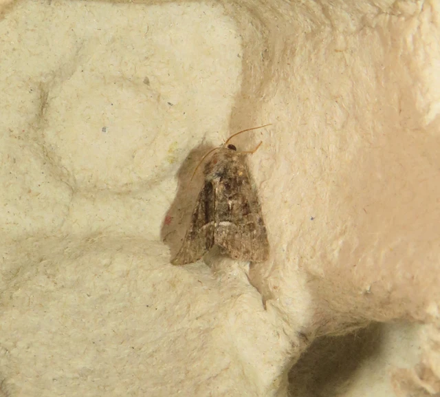 Oligia strigilis/latruncula/versicolor