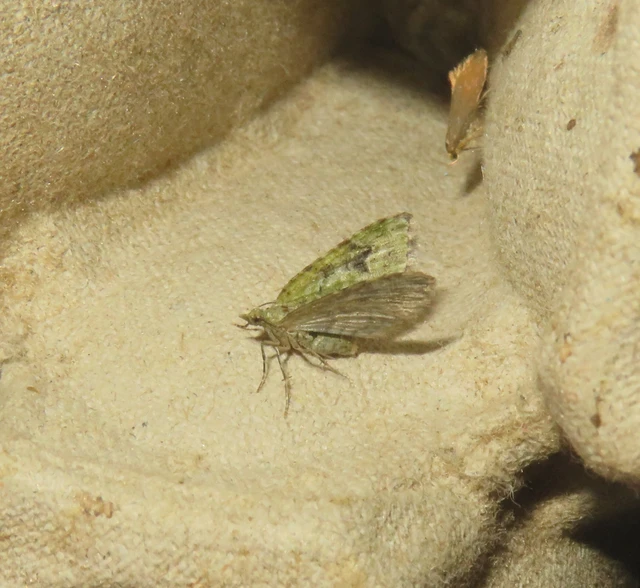 Chloroclystis v-ata - zöldes törpearaszoló