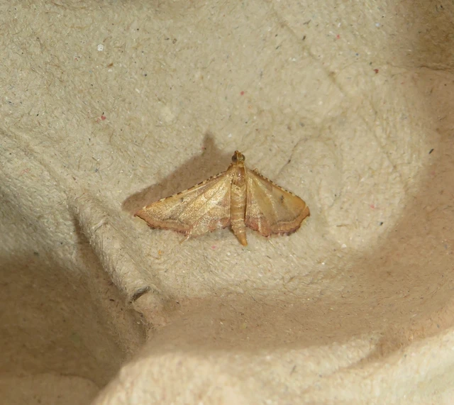 Endotricha flammealis - tüzesszárnyú fényilonca