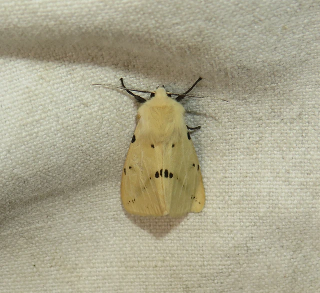 Spilarctia lutea - sárgás medvelepke