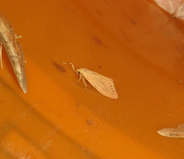 Miltochrista miniata - piros medvelepke