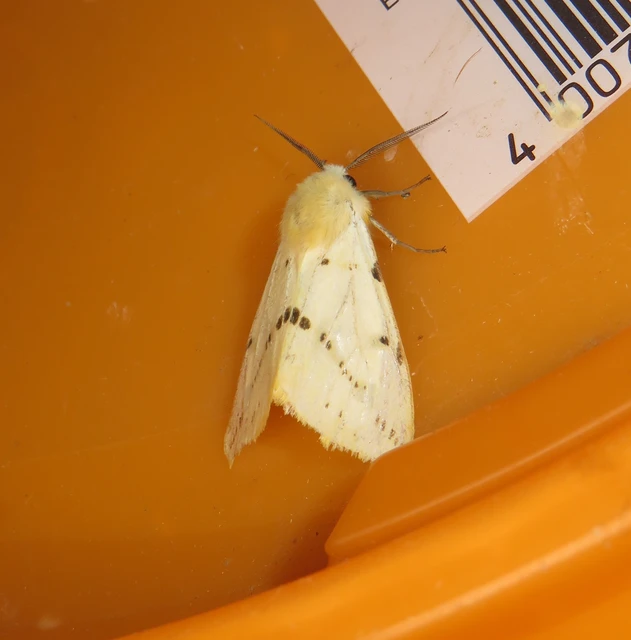 Spilarctia lutea - sárgás medvelepke