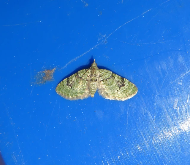 Chloroclystis v-ata - zöldes törpearaszoló