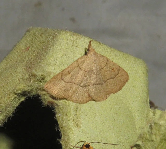 Paracolax tristalis - sárgás karcsúbagoly Paracolax tristalis - sárgás karcsúbagoly