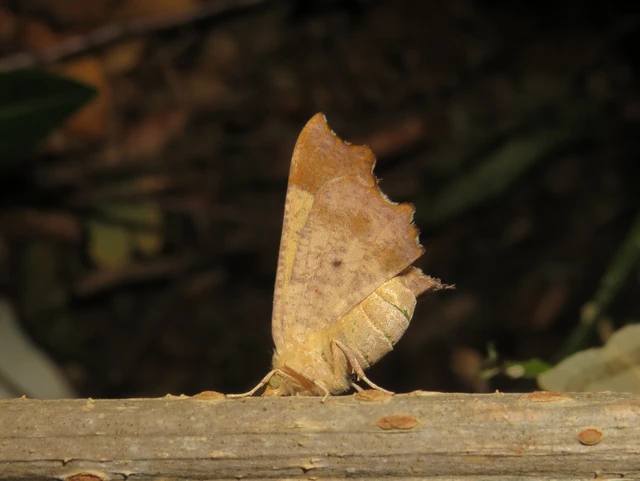 Ennomos quercinaria - tölgyfa-levélaraszoló