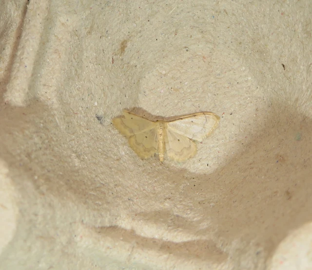 Idaea politaria - vonalas apróaraszoló