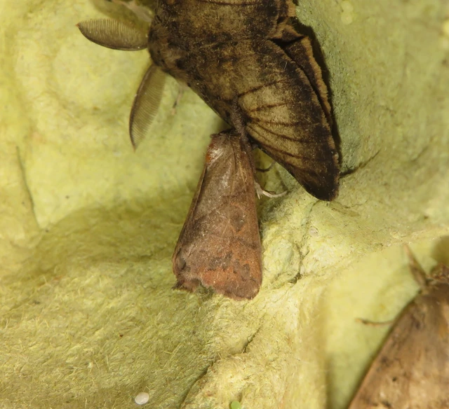 barna levélszövő - Clostera anastomosis