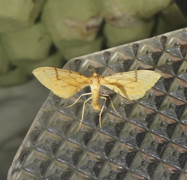 Eulithis pyraliata - sárga galajaraszoló