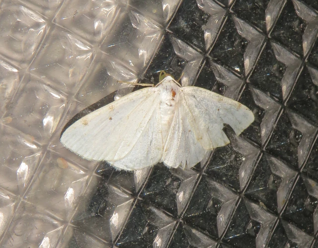 Lomographa bimaculata - kétpontos fehéraraszoló