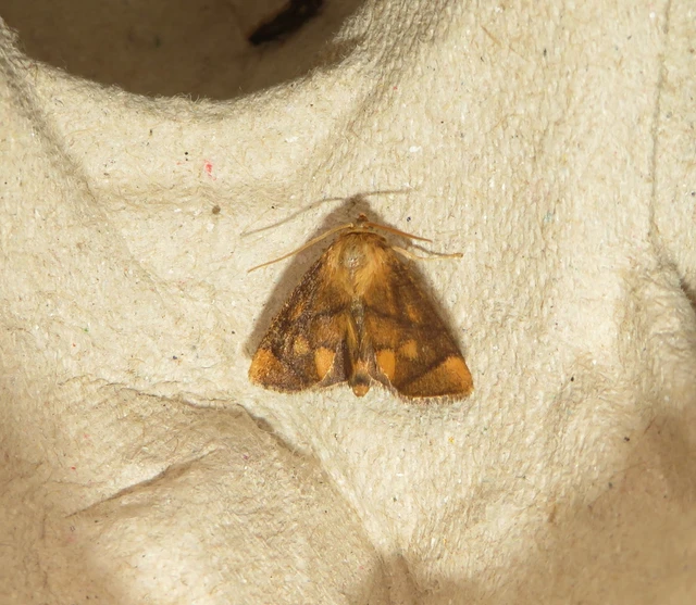 Apoda limacodes - kagylólepke