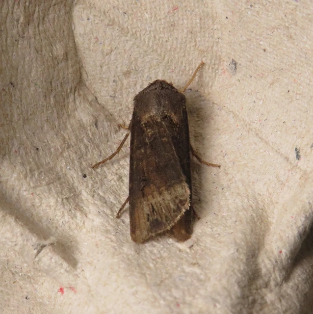Agrotis ipsilon - nagy földibagoly