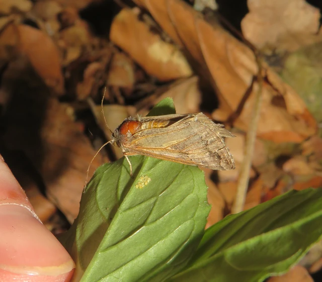 Autographa gamma - gammalepke