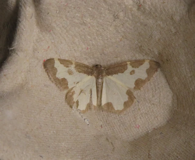 Lomaspilis marginata - szegélyes nyárfaaraszoló