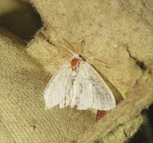Sphrageidus similis - sárgafarú szövő