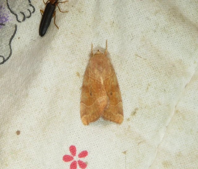 Cosmia trapezina - közönséges lombbagoly
