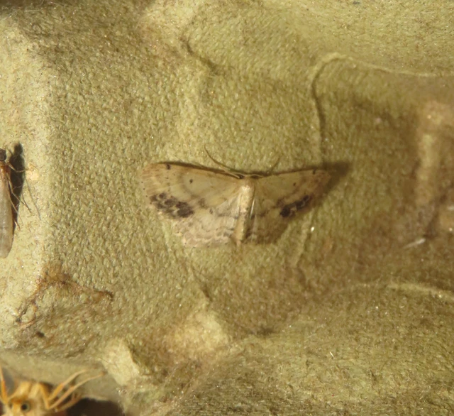 Idaea dimidiata - gyakori apróaraszoló