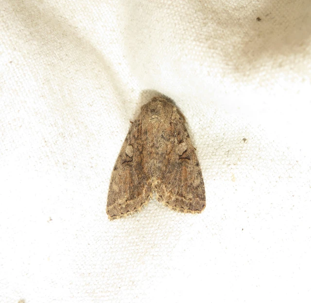Apterogenum ypsillon - ipszilon-erdeibagoly