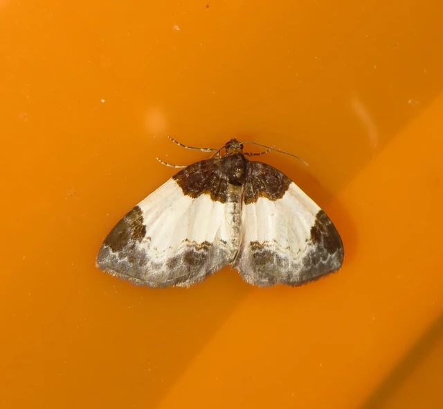 Mesoleuca albicillata - tarka fűzfaaraszoló