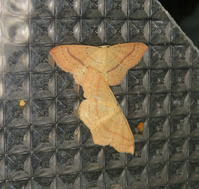 Cyclophora linearia - vonalas pettyesaraszoló
