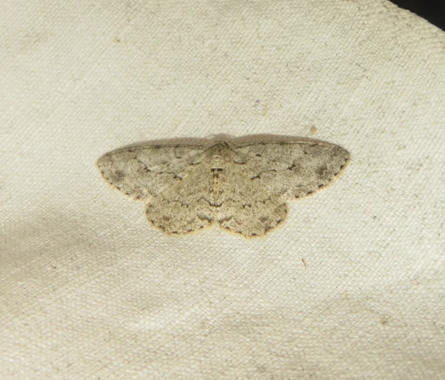 Ectropis crepuscularia - avararaszoló